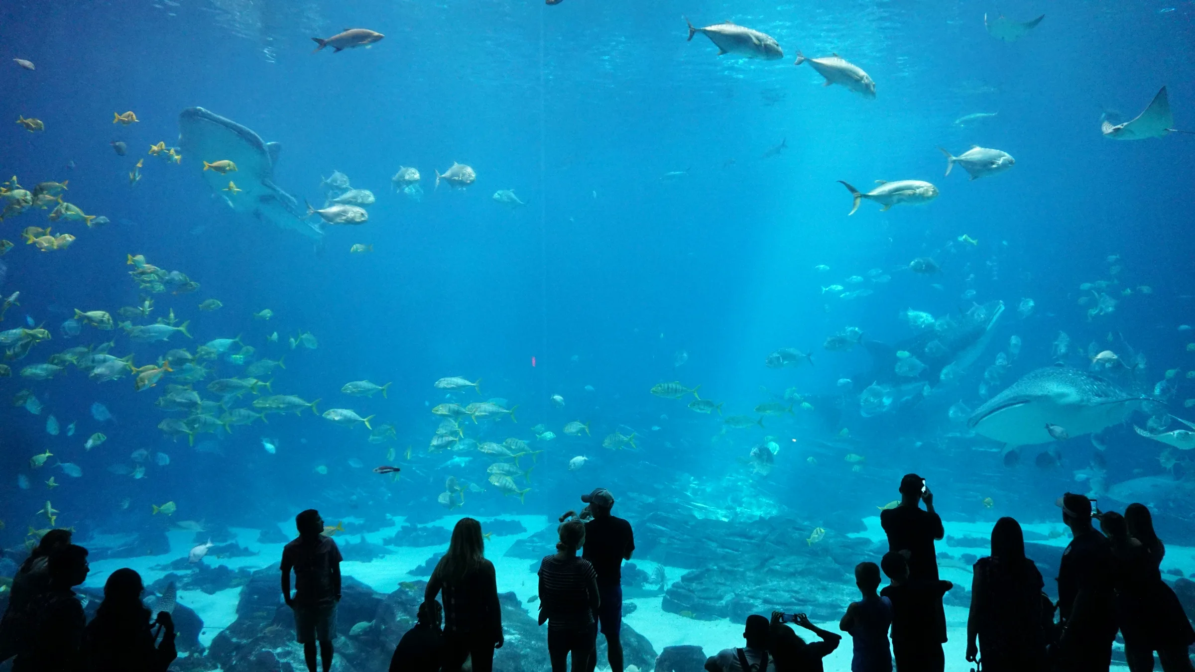 Visitors watching marine life in a giant aquarium